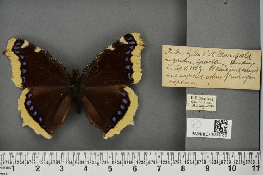 Nymphalis antiopa (Linnaeus, 1758) - BMNHE_1060735_21096