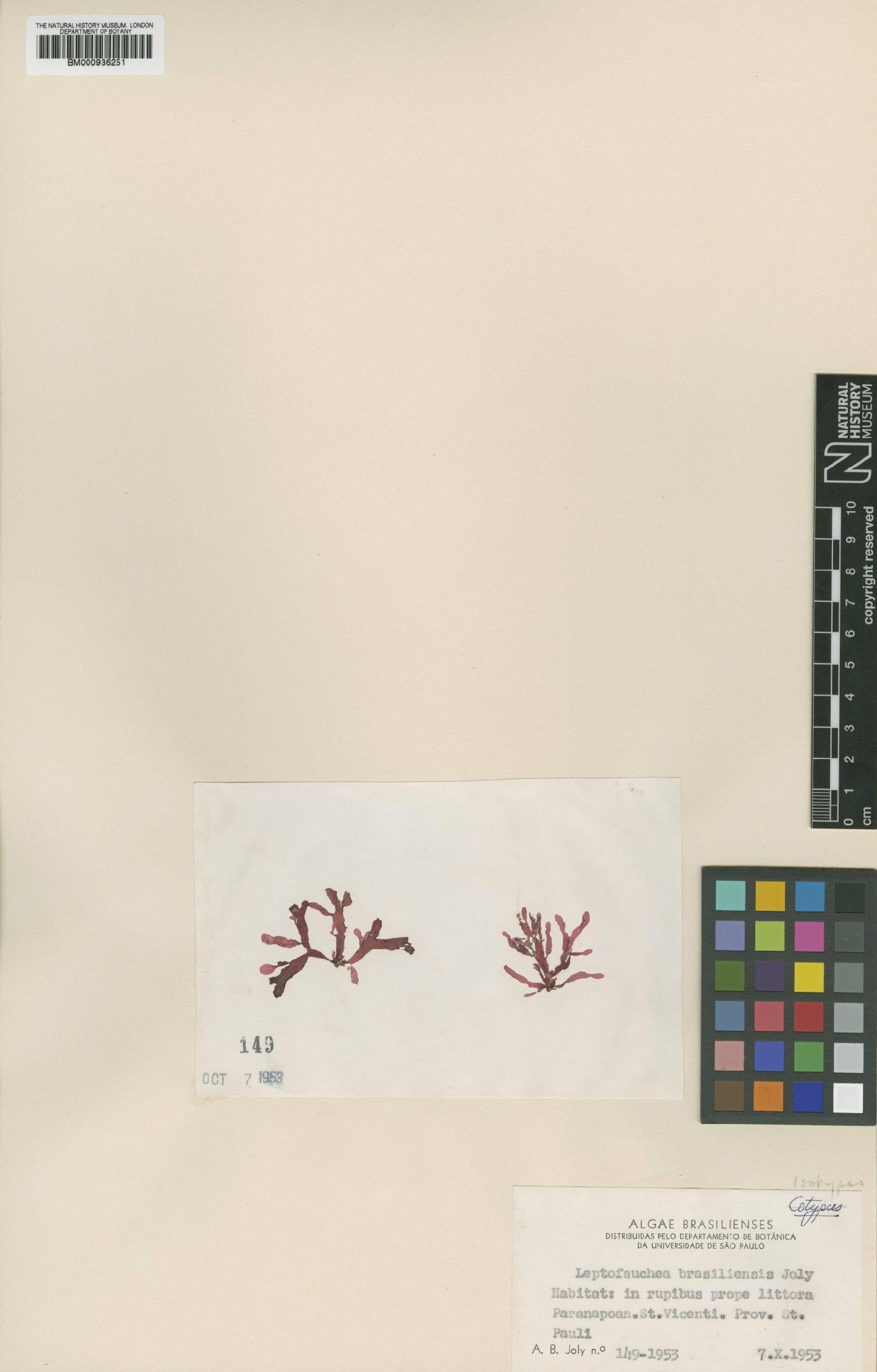 To NHMUK collection (Leptofauchea brasiliensis A.B.Joly; Isotype; NHMUK:ecatalogue:437943)