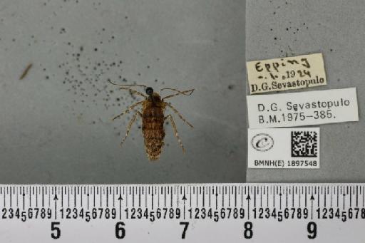 Phigalia pilosaria (Denis & Schiffermüller, 1775) - BMNHE_1897548_456978