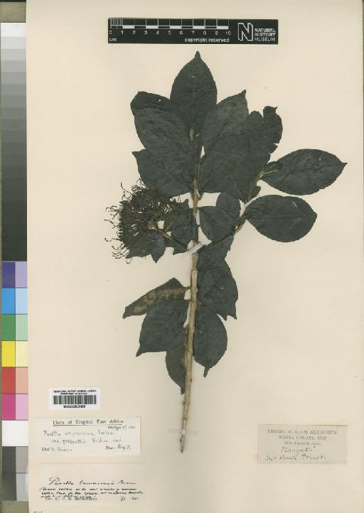 Pavetta abyssinica var. prescottii Bridson - BM000903459