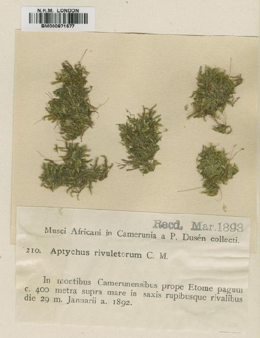 Sematophyllum rivuletorum (Broth.) Broth. - BM000871577