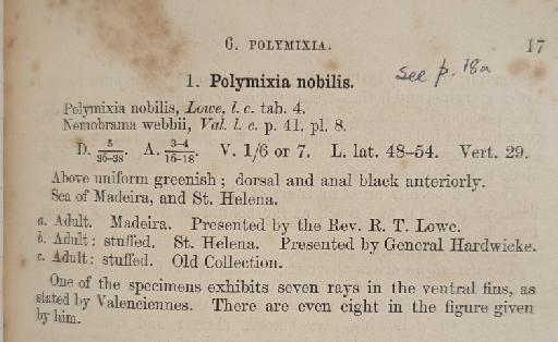 Polymixia nobilis Lowe, 1838 - BMNH 1855.11.29.10 Polymixia nobilis, SYNTYPE, gunther catalogue