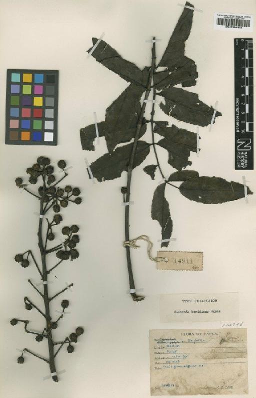Gastonia boridiana Harms - BM000944898