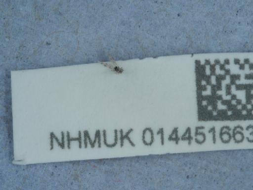Culicoides (Culicoides) grisescens Edwards, 1939 - 014451663_4