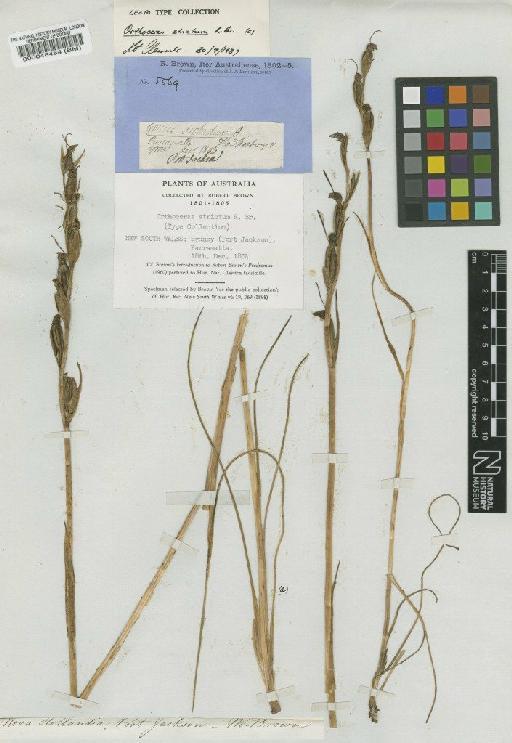 Orthoceras strictum R.Br. - BM000048484