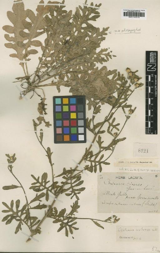 Centaurea cinerea Lam. - BM001043176