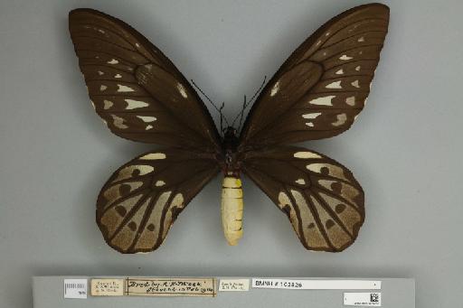 Ornithoptera alexandrae Rothschild, 1907 - 010429252__