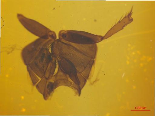 Melolonthinae Leach, 1819 - 010130255___10