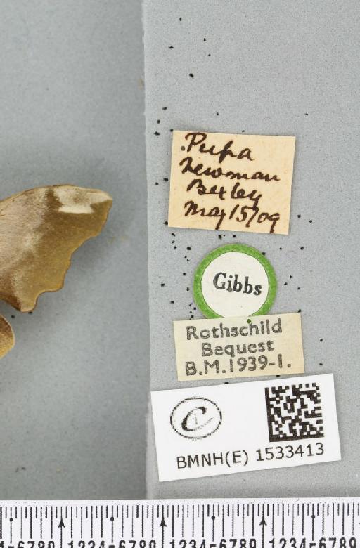 Mimas tiliae (Linnaeus, 1758) - BMNHE_1533413_label_204119