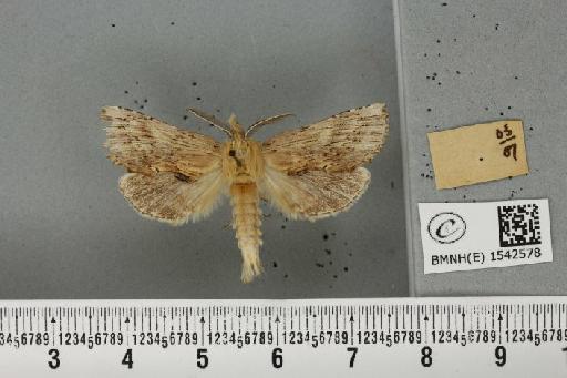 Pterostoma palpina palpina (Clerck, 1759) - BMNHE_1542578_a_246849