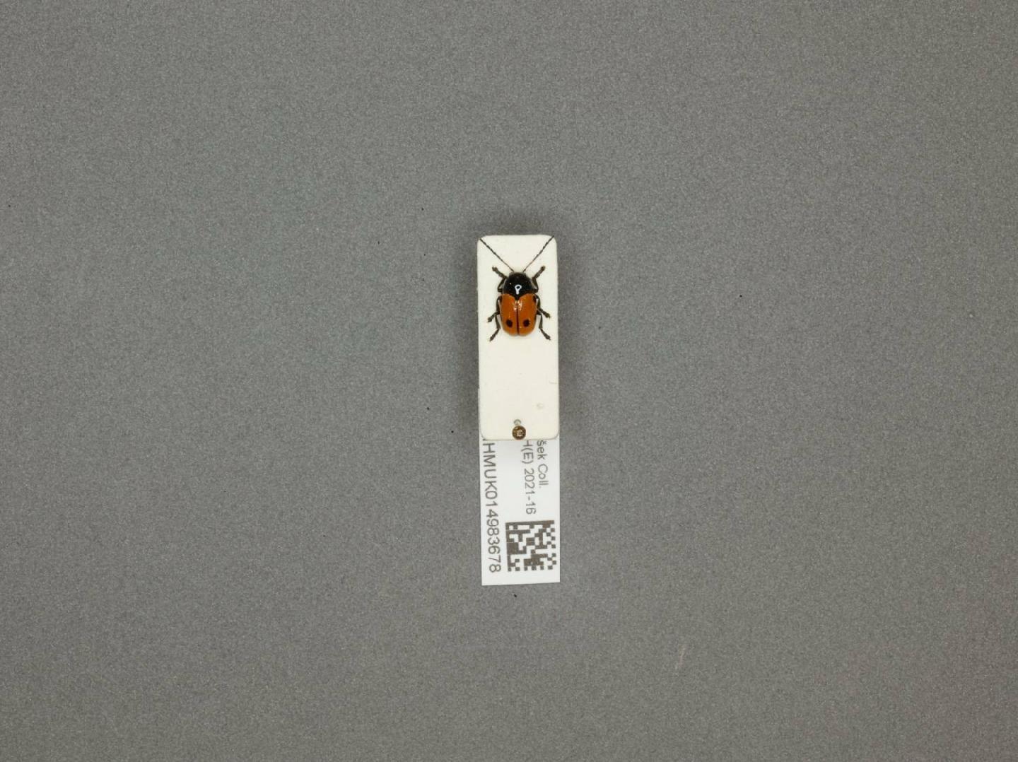 Cryptocephalus trimaculatus thumbnail