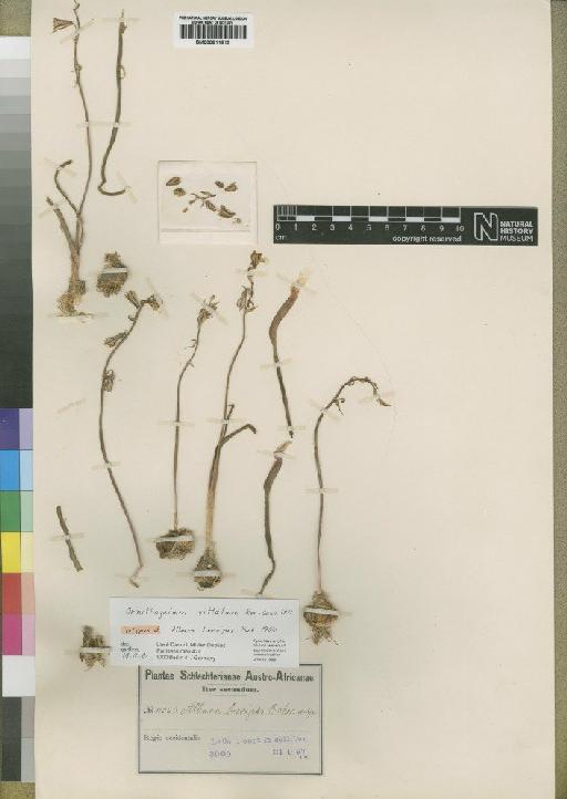 Ornithogalum suaveolens Jacq. - BM000911813