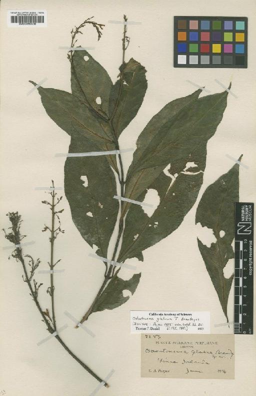 Odontonema glabra Brandegee - BM000992548