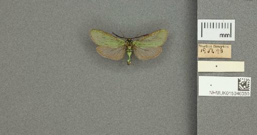 Adscita (Adscita) statices statices (Linnaeus, 1758) - 015046030_775459_1082517