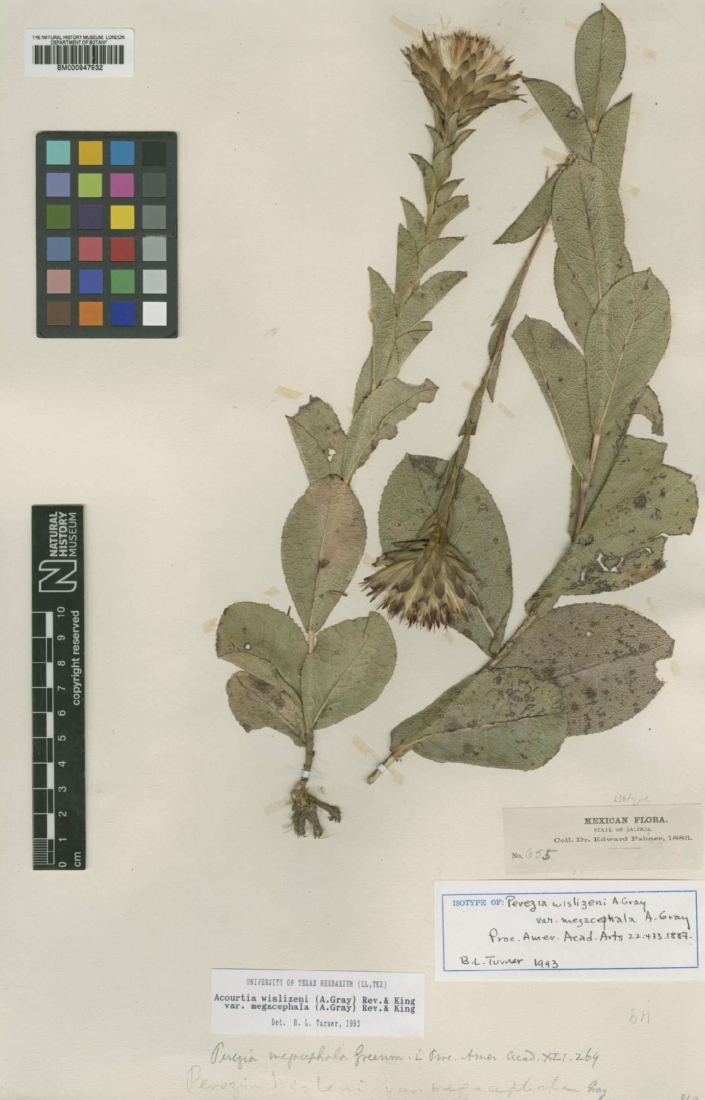 To NHMUK collection (Perezia wislizeni A.Gray; Isotype; NHMUK:ecatalogue:619936)