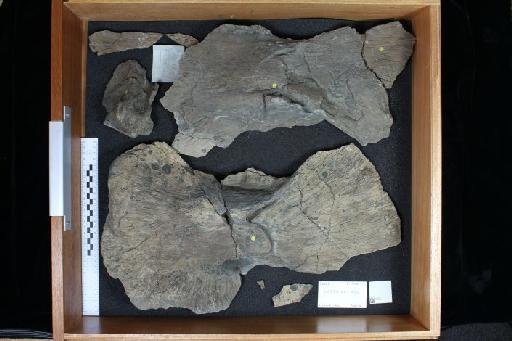 Leedsichthys problematicus Smith Woodward, 1889 - 010020837_L010097388