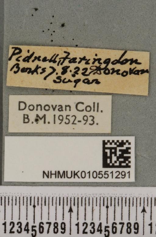 Hoplodrina blanda (Denis & Schiffermüller, 1775) - NHMUK_010551291_label_598139