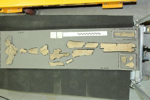 Neosteneosaurus edwardsi - 010027575_L010092903 (2)
