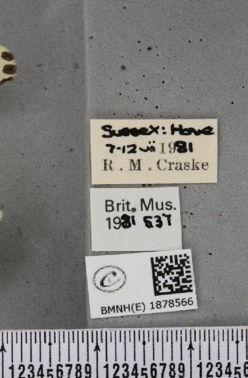 Abraxas grossulariata (Linnaeus, 1758) - BMNHE_1878566_label_437606