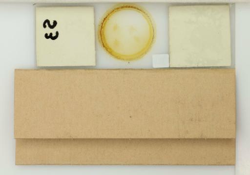 Acyrthosiphon gossypii Mordvilko, 1914 - 014763422_additional