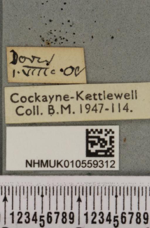 Mesoligia furuncula ab. reisseri Schawerda, 1932 - NHMUK_010559312_label_616906