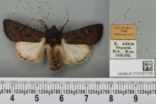 Aporophyla nigra (Haworth, 1809) - NHMUK_011243745_644877