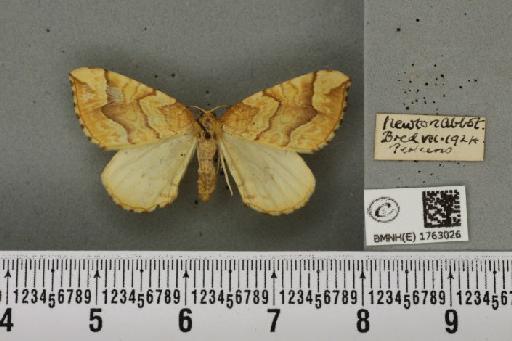 Eulithis mellinata (Fabricius, 1787) - BMNHE_1763026_344847