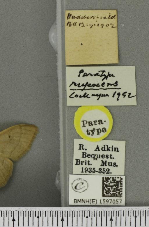 Idaea straminata ab. rufescens Cockayne, 1952 - BMNHE_1597057_label_299061