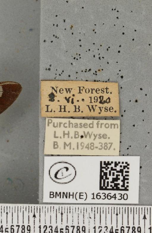 Hemaris fuciformis (Linnaeus, 1758) - BMNHE_1636430_label_205761