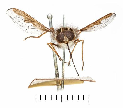 Trichophthalma (Eurygastromyia) sexmaculata Edwards, 1930 - BMNH(E) 241421Trichophthalma sexmaculata frontal - whole body