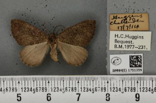 Hydriomena furcata (Thunberg, 1784) - BMNHE_1751359_328278