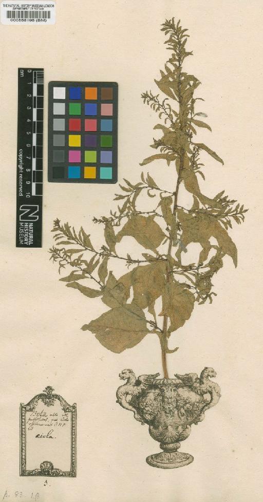 Beta vulgaris var. cicla L. - BM000558195