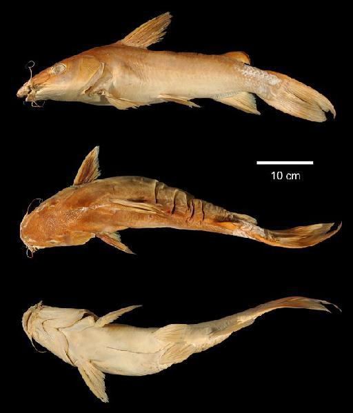 Chrysichthys camaronensis Günther, 1899 - 1871.11.20.21; Chrysichthys cameronensis; type; ACSI Project image