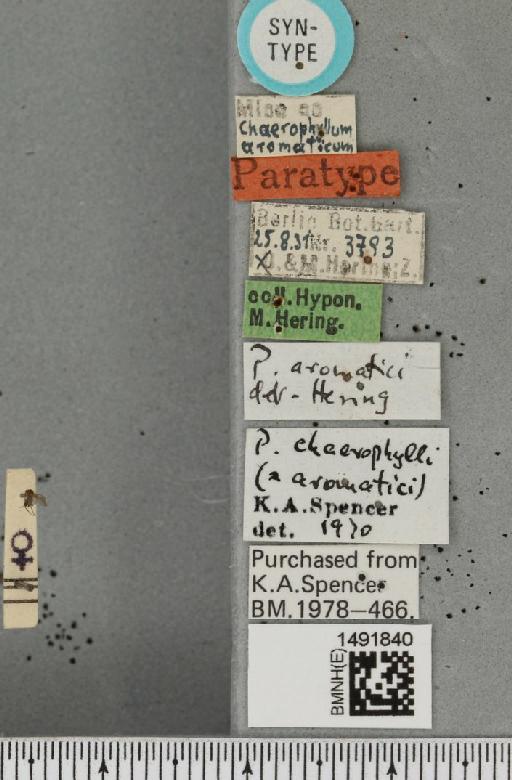 Phytomyza aromatici Hering, 1931 - BMNHE_1491840_label_53537