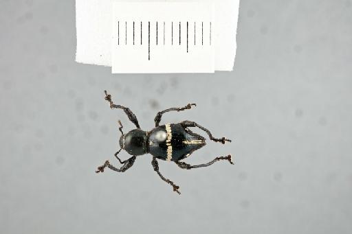 Sphenomorpha cingulatus (Pascoe, 1871) - S_cingulatus_female