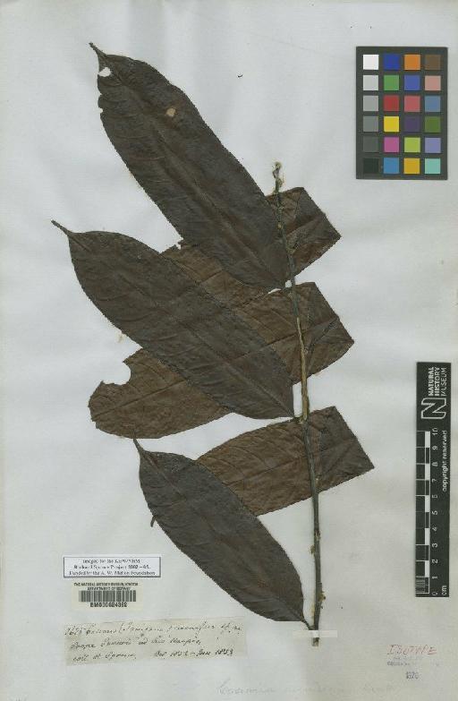 Casearia resinifera Spruce ex Eichler - BM000624392