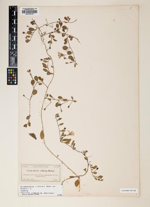 Jacquemontia curtisii Peter ex Hallier f. - 000906138