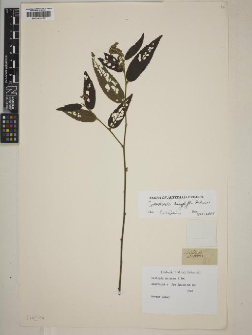 Commersonia dasyphylla Andrews - BM000820152
