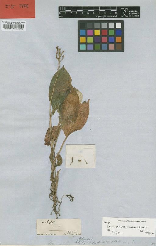 Malaxis platychila (Rchb.f.) Kuntze - BM000088136
