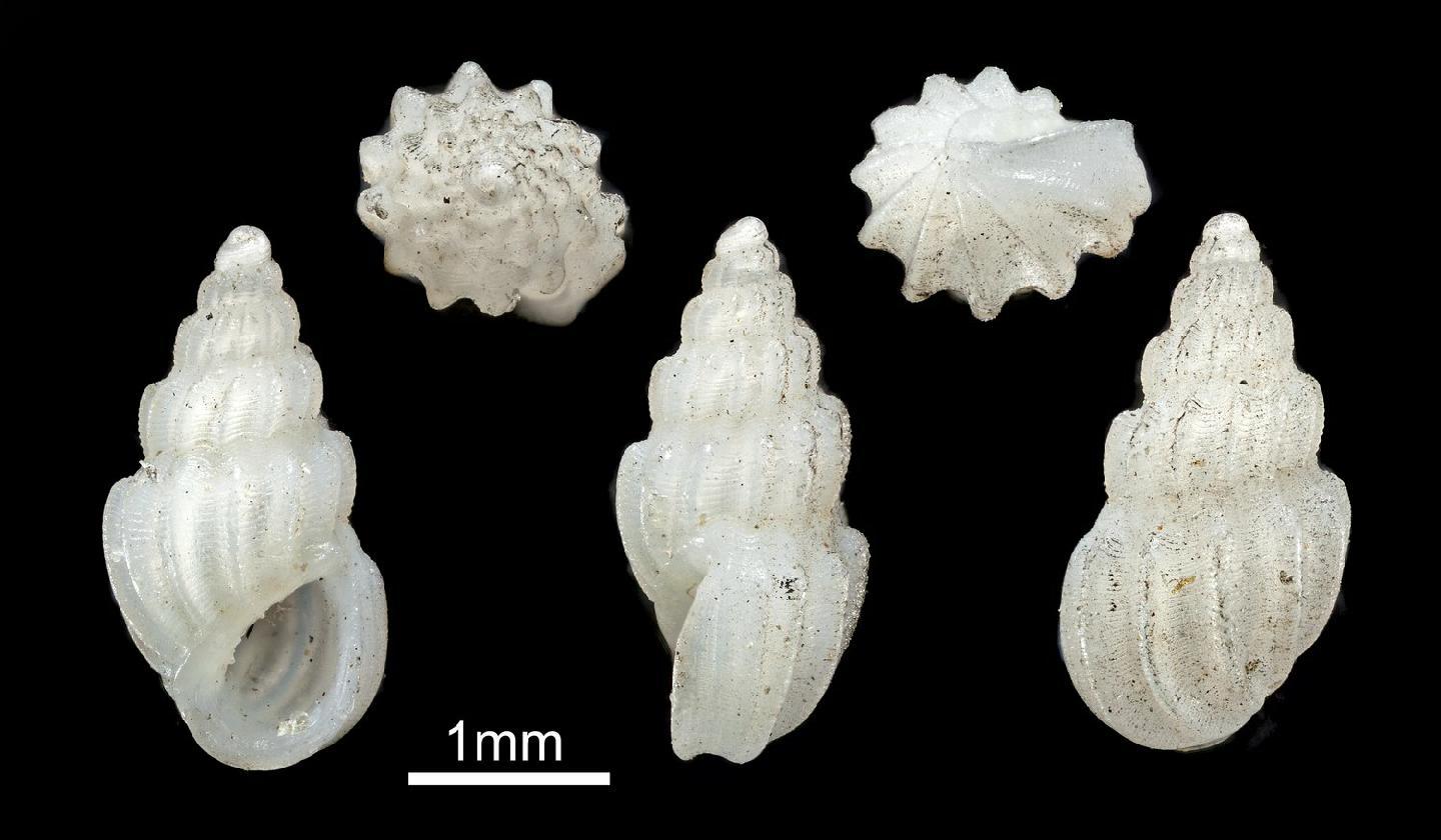 To NHMUK collection (Rissoina mellissi E. A. Smith, 1890; SYNTYPE(S); NHMUK:ecatalogue:4144758)