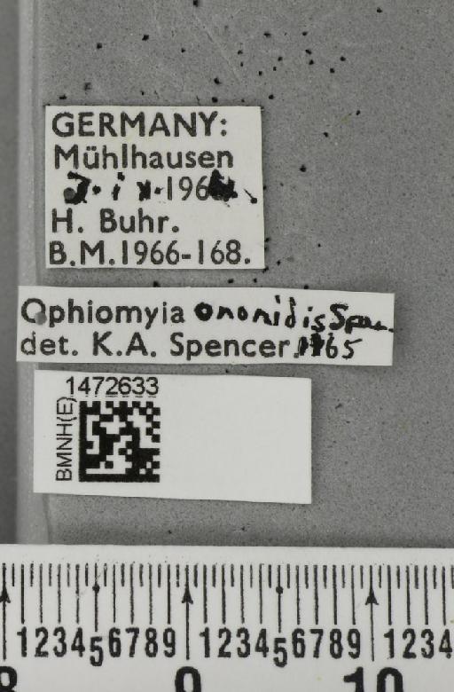 Ophiomyia ononidis Spencer, 1966 - BMNHE_1472633_label_60381
