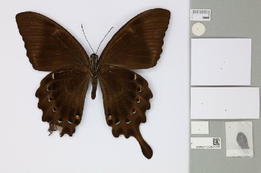 Papilio lorquinianus manggasi Goode & Burk, 2012 - 012824358_Papilio_lorquinianus_manggasi_Goode & Burk_2012_HT_1