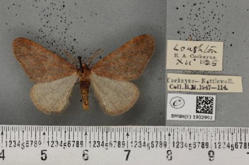 Erannis defoliaria ab. obscurata Staudinger, 1901 - BMNHE_1902992_467080