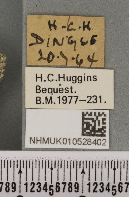 Nyctobrya muralis (Forster, 1771) - NHMUK_010528402_label_582231