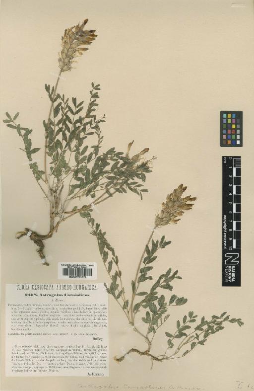 Astragalus vesicarius L. - BM000751012
