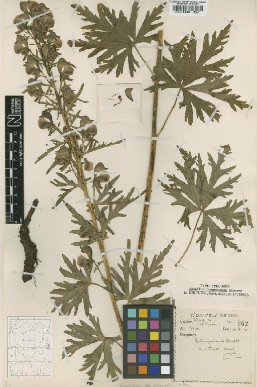 Aconitum rongchuense Lauener - BM000514431