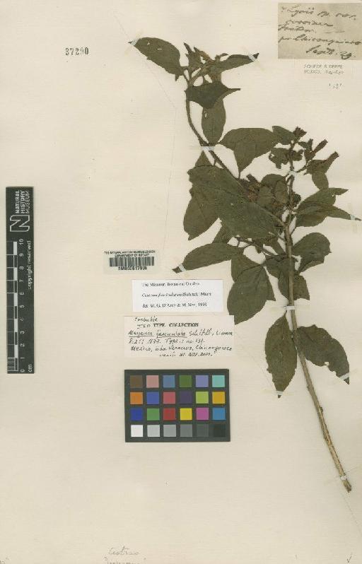 Cestrum fasciculatum (Schltdl.) Miers - BM000617906