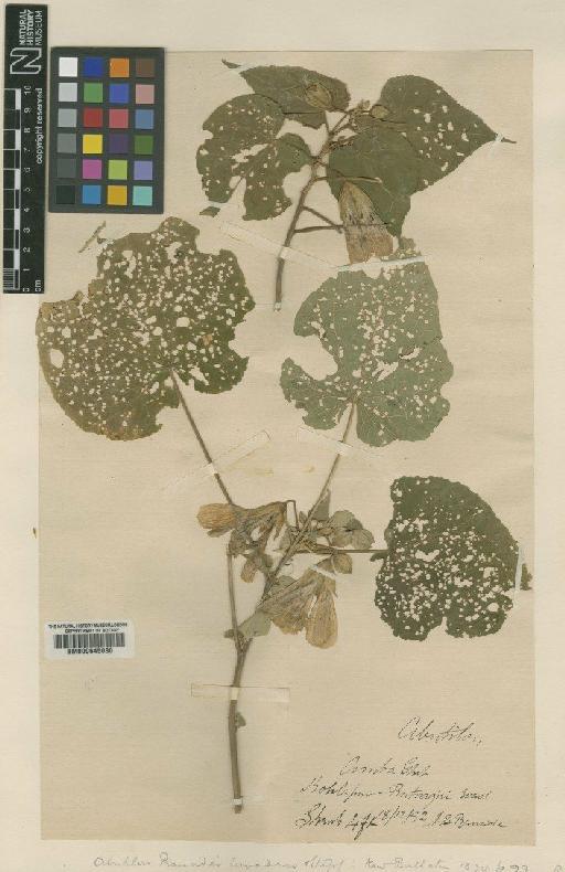 Abutilon ranadei Woodrow & Stapf - BM000645030