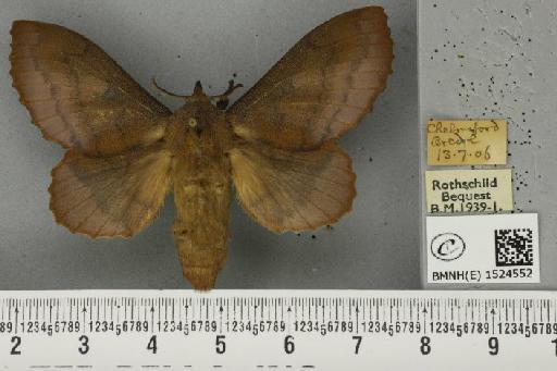 Gastropacha quercifolia (Linnaeus, 1758) - BMNHE_1524552_198644