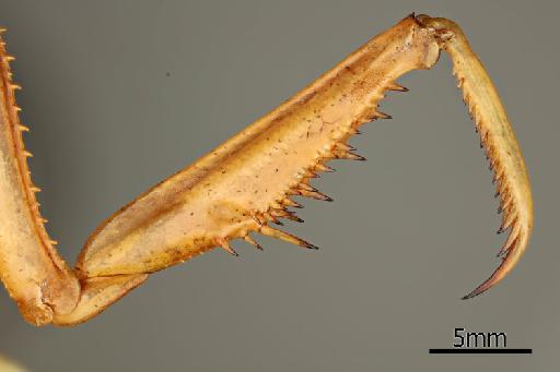 Stagmomantis montana Saussure & Zehntner, 1894 - 013805615_Stagmomantis_montana_Foreleg_inside_Syntype